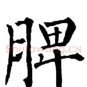 脾