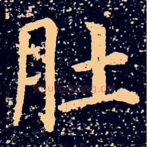 肚