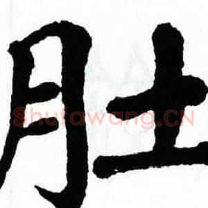 肚