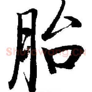 胎