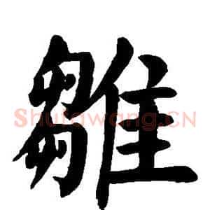 雏