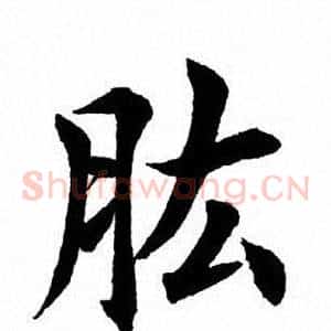 肱