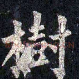 樹