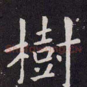 樹