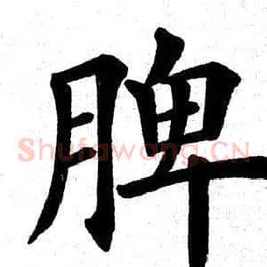 脾
