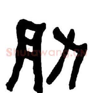肋