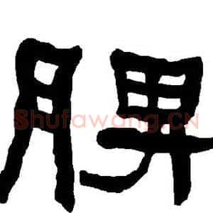 脾
