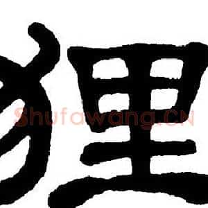 狸