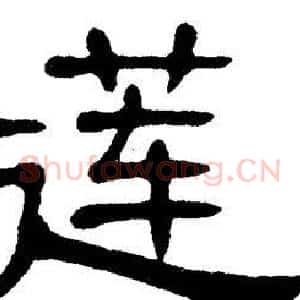 莲