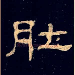 肚