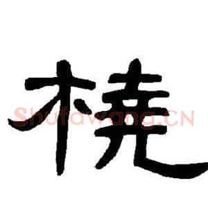 桡
