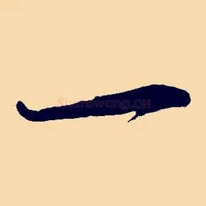 一