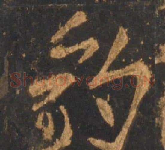 豹