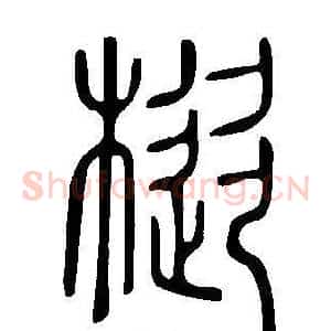 樅